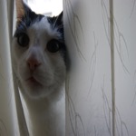 Mister Blinds
